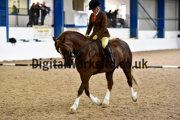 NECWPCA-SUMMER-WELSH-SILVER-MEDAL-SHOW (220 of 315)