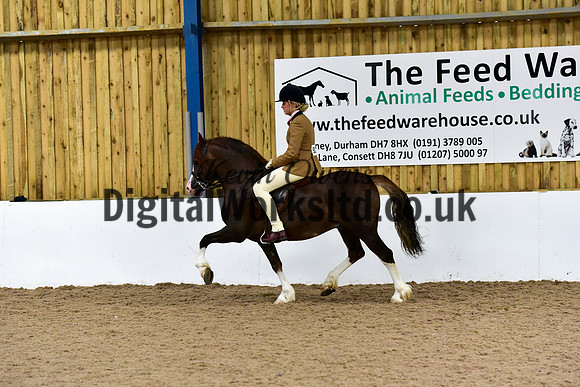 NECWPCA-SUMMER-WELSH-SILVER-MEDAL-SHOW (37 of 92)