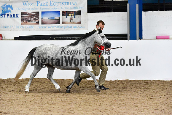 NECWPCA-SUMMER-WELSH-SILVER-MEDAL-SHOW (39 of 427)