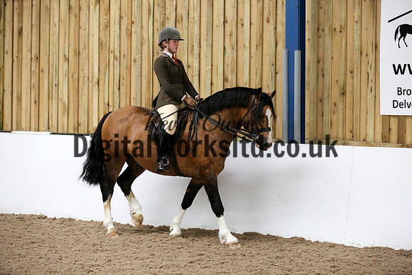 NECWPCA-SUMMER-WELSH-SILVER-MEDAL-SHOW (227 of 315)