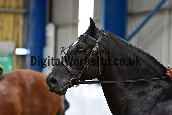 NECWPCA-SUMMER-WELSH-SILVER-MEDAL-SHOW (18 of 92)