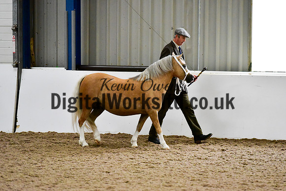 NECWPCA-SUMMER-WELSH-SILVER-MEDAL-SHOW (7 of 412)