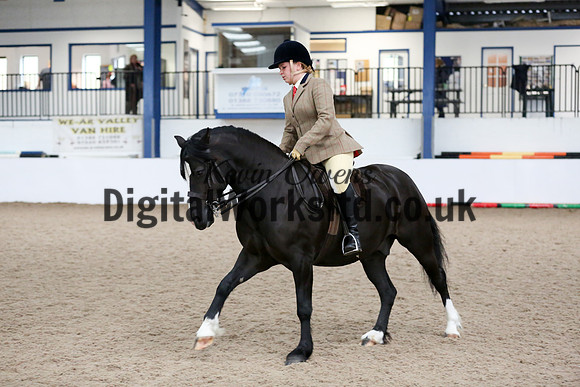 NECWPCA-SUMMER-WELSH-SILVER-MEDAL-SHOW (309 of 315)
