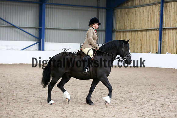 NECWPCA-SUMMER-WELSH-SILVER-MEDAL-SHOW (311 of 315)