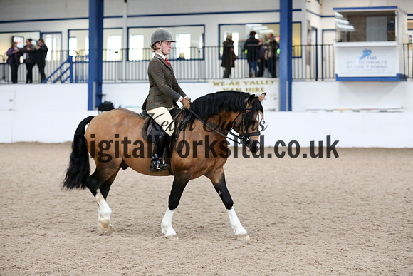NECWPCA-SUMMER-WELSH-SILVER-MEDAL-SHOW (289 of 315)