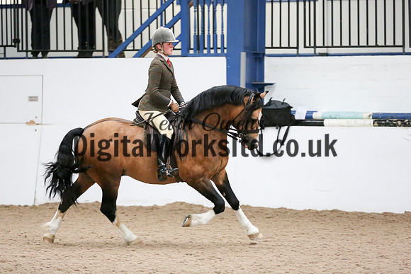 NECWPCA-SUMMER-WELSH-SILVER-MEDAL-SHOW (294 of 315)