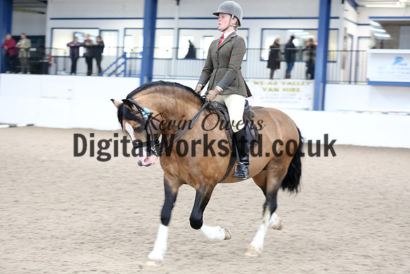 NECWPCA-SUMMER-WELSH-SILVER-MEDAL-SHOW (293 of 315)