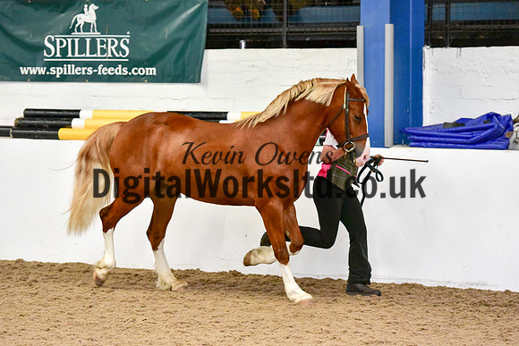 NECWPCA-SUMMER-WELSH-SILVER-MEDAL-SHOW (3 of 54)