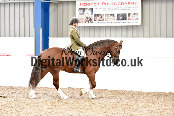 NECWPCA-SUMMER-WELSH-SILVER-MEDAL-SHOW (157 of 315)