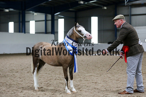 NECWPCA-SUMMER-WELSH-SILVER-MEDAL-SHOW (7 of 159)