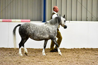 NECWPCA-SUMMER-WELSH-SILVER-MEDAL-SHOW (6 of 412)