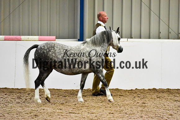 NECWPCA-SUMMER-WELSH-SILVER-MEDAL-SHOW (6 of 412)