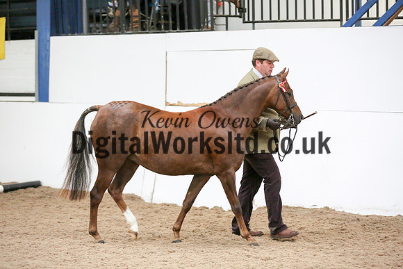 NECWPCA-SUMMER-WELSH-SILVER-MEDAL-SHOW (31 of 412)