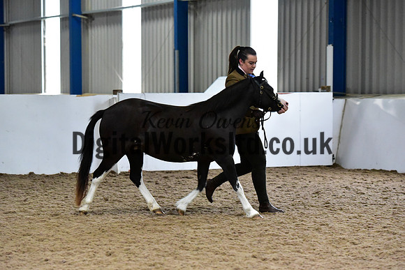 NECWPCA-SUMMER-WELSH-SILVER-MEDAL-SHOW (34 of 427)