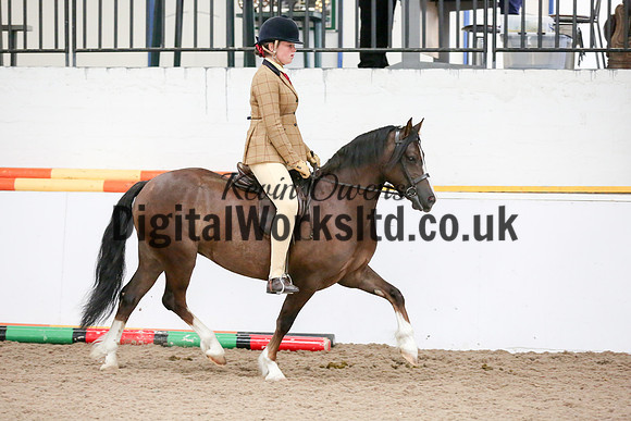 NECWPCA-SUMMER-WELSH-SILVER-MEDAL-SHOW (236 of 315)