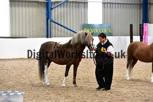 NECWPCA-SUMMER-WELSH-SILVER-MEDAL-SHOW (38 of 61)