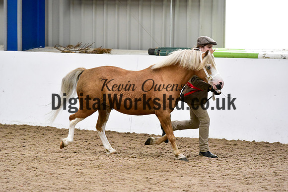 NECWPCA-SUMMER-WELSH-SILVER-MEDAL-SHOW (4 of 61)