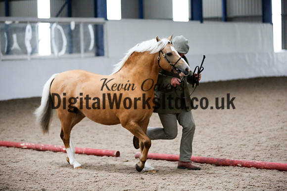 NECWPCA-SUMMER-WELSH-SILVER-MEDAL-SHOW (11 of 134)