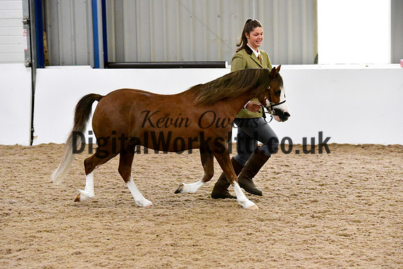 NECWPCA-SUMMER-WELSH-SILVER-MEDAL-SHOW (3 of 134)