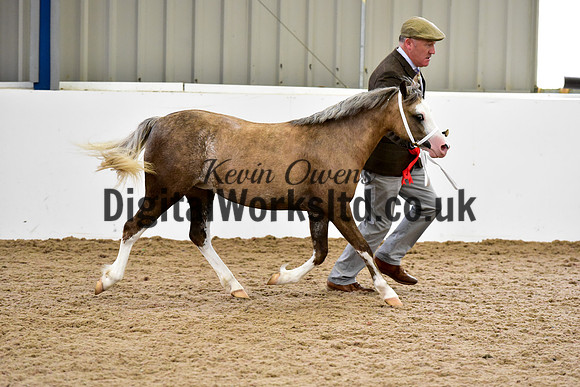 NECWPCA-SUMMER-WELSH-SILVER-MEDAL-SHOW (5 of 82)