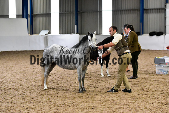 NECWPCA-SUMMER-WELSH-SILVER-MEDAL-SHOW (2 of 427)