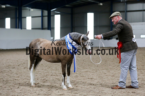 NECWPCA-SUMMER-WELSH-SILVER-MEDAL-SHOW (6 of 159)