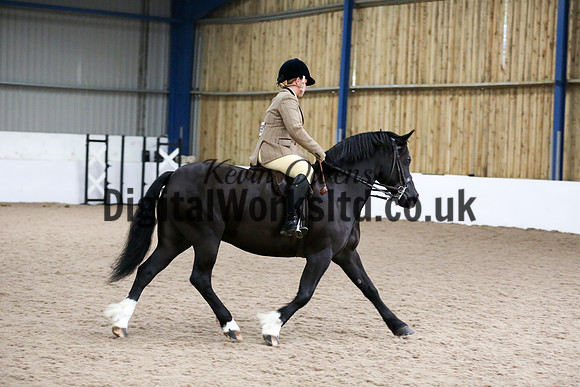 NECWPCA-SUMMER-WELSH-SILVER-MEDAL-SHOW (312 of 315)
