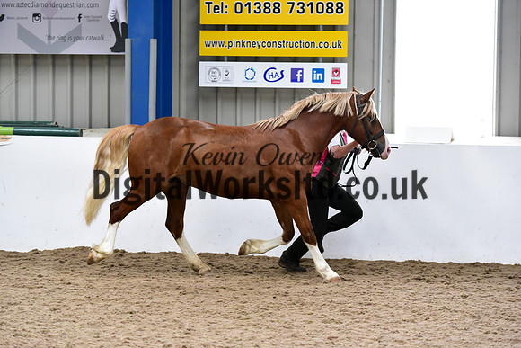 NECWPCA-SUMMER-WELSH-SILVER-MEDAL-SHOW (2 of 54)