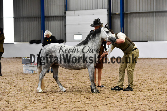 NECWPCA-SUMMER-WELSH-SILVER-MEDAL-SHOW (3 of 427)