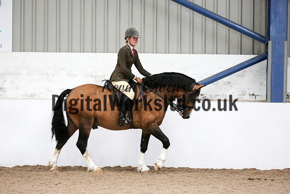 NECWPCA-SUMMER-WELSH-SILVER-MEDAL-SHOW (222 of 315)