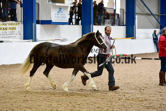 NECWPCA-SUMMER-WELSH-SILVER-MEDAL-SHOW (33 of 46)
