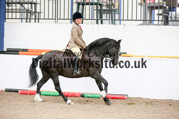 NECWPCA-SUMMER-WELSH-SILVER-MEDAL-SHOW (265 of 315)