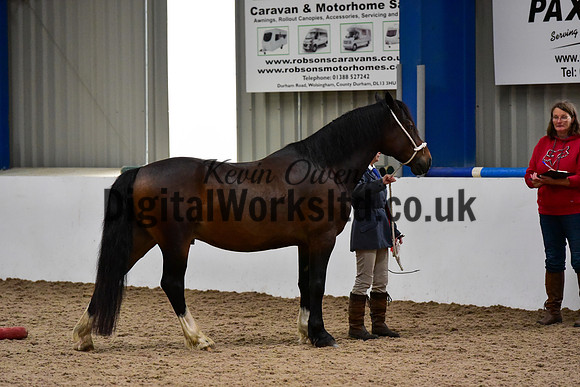 NECWPCA-SUMMER-WELSH-SILVER-MEDAL-SHOW (14 of 75)