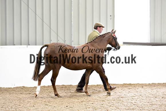 NECWPCA-SUMMER-WELSH-SILVER-MEDAL-SHOW (12 of 61)