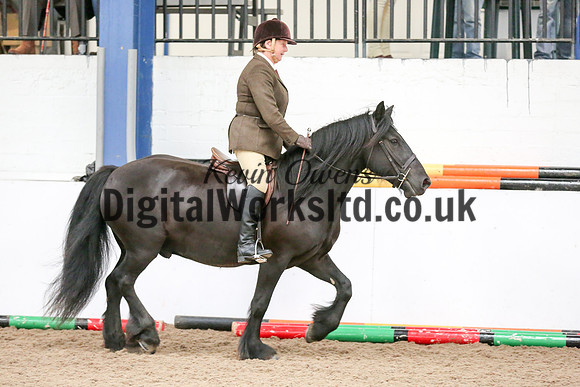 NECWPCA-SUMMER-WELSH-SILVER-MEDAL-SHOW (34 of 419)