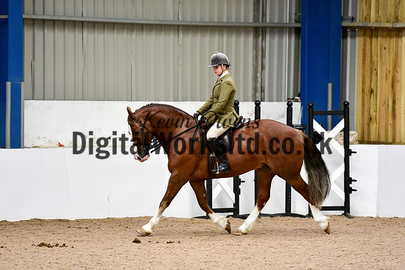 NECWPCA-SUMMER-WELSH-SILVER-MEDAL-SHOW (11 of 92)