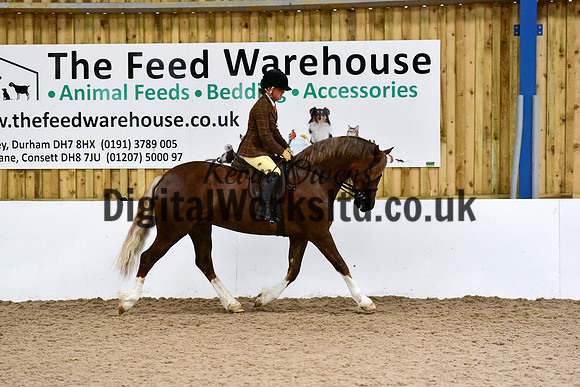 NECWPCA-SUMMER-WELSH-SILVER-MEDAL-SHOW (208 of 325)