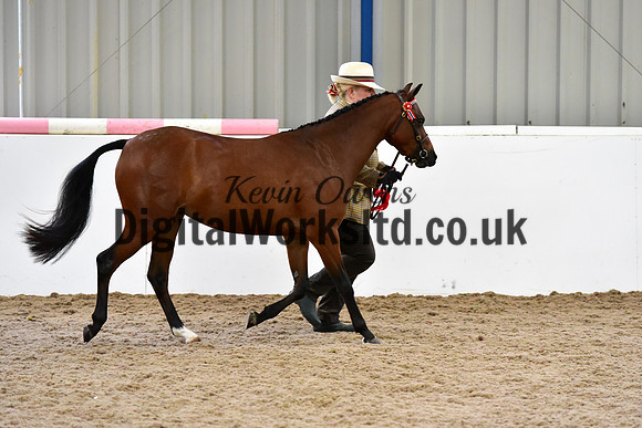 NECWPCA-SUMMER-WELSH-SILVER-MEDAL-SHOW (11 of 104)