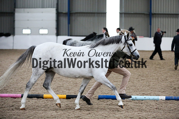 NECWPCA-SUMMER-WELSH-SILVER-MEDAL-SHOW (29 of 427)