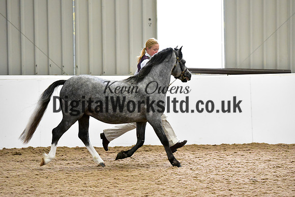 NECWPCA-SUMMER-WELSH-SILVER-MEDAL-SHOW (9 of 305)