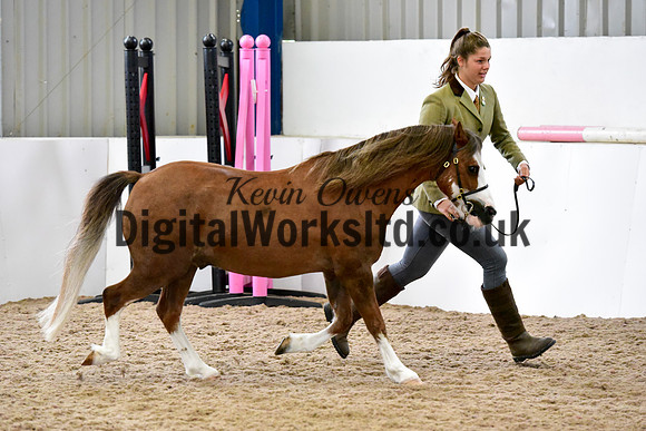 NECWPCA-SUMMER-WELSH-SILVER-MEDAL-SHOW (23 of 61)