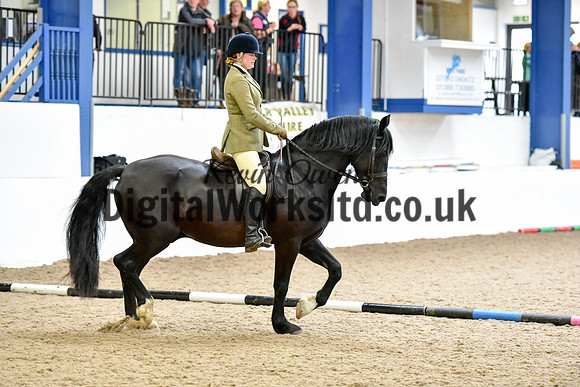 NECWPCA-SUMMER-WELSH-SILVER-MEDAL-SHOW (166 of 315)