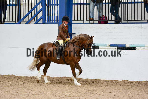 NECWPCA-SUMMER-WELSH-SILVER-MEDAL-SHOW (206 of 325)