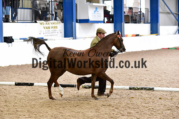 NECWPCA-SUMMER-WELSH-SILVER-MEDAL-SHOW (14 of 61)
