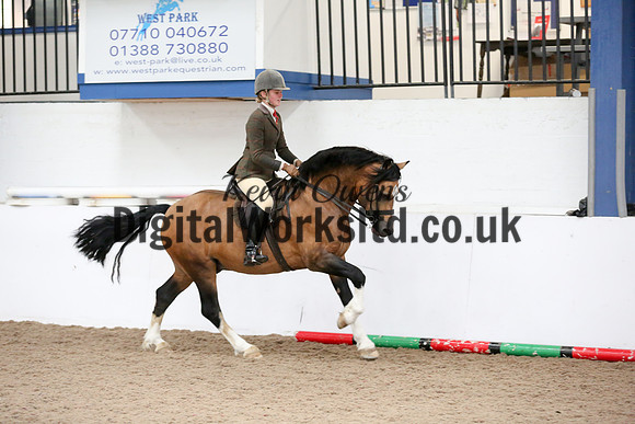 NECWPCA-SUMMER-WELSH-SILVER-MEDAL-SHOW (270 of 315)