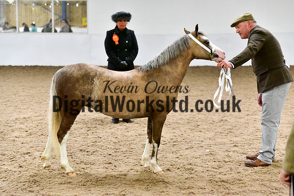 NECWPCA-SUMMER-WELSH-SILVER-MEDAL-SHOW (53 of 61)