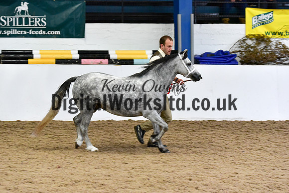 NECWPCA-SUMMER-WELSH-SILVER-MEDAL-SHOW (40 of 427)