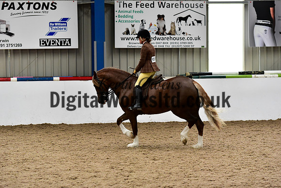 NECWPCA-SUMMER-WELSH-SILVER-MEDAL-SHOW (221 of 325)