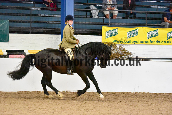 NECWPCA-SUMMER-WELSH-SILVER-MEDAL-SHOW (72 of 315)