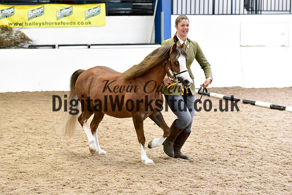NECWPCA-SUMMER-WELSH-SILVER-MEDAL-SHOW (43 of 61)